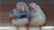 We can finally 'talk' to birds