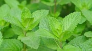 5 health benefits of spearmint
