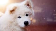 Puppy-proof your home with these 5 tips