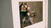 How to keep dog paw prints off your windows