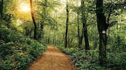 For hikers: Ancient forest trails in Scotland