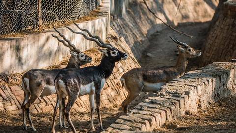 Delhi zoo to reopen from August 1 Delhi zoo to reopen from August 1