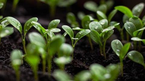 Scientists discover way to grow plants efficiently in complete darkness Scientists discover way to grow plants efficiently in complete darkness