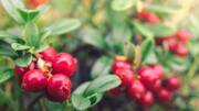 Do you know: Lingonberry is a superfruit