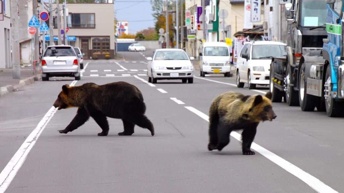 Why Japan has eased bear-shooting laws 