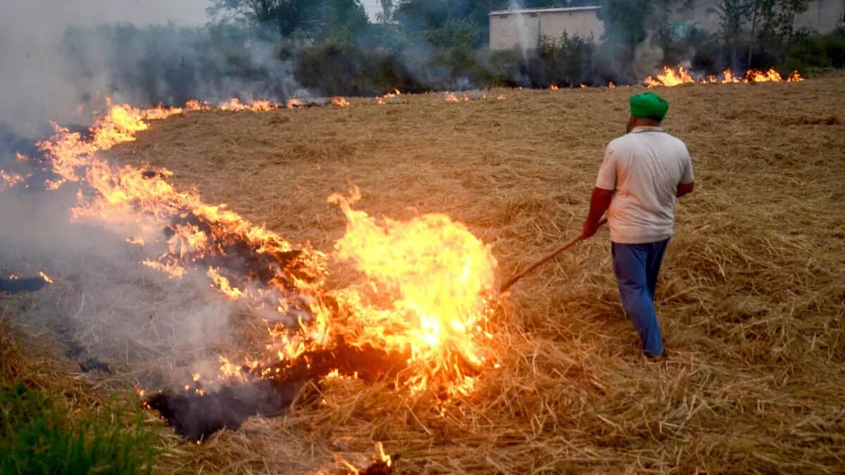 Punjab: Officials, cops get show cause notice over stubble burning