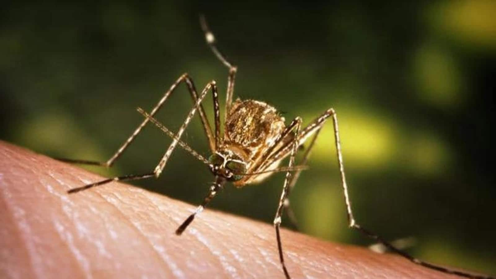 Delhi reports 1st Japanese encephalitis case in decade: What's it