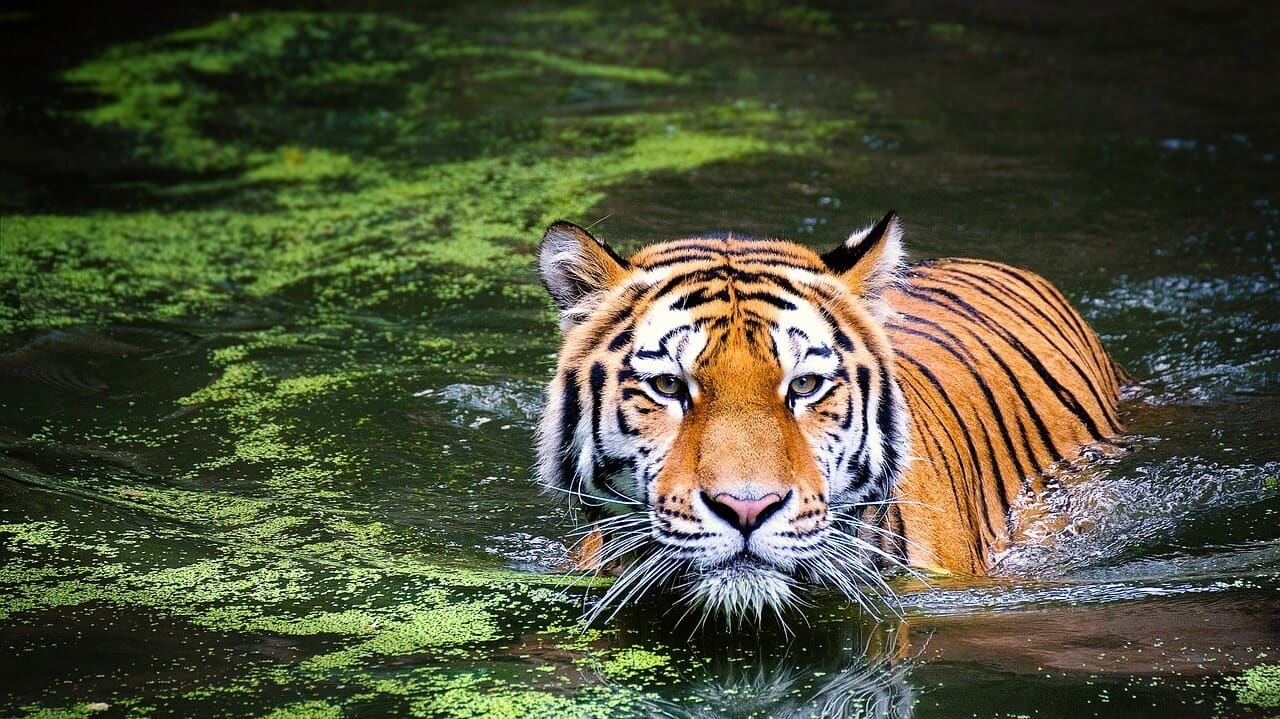 Bird flu outbreak kills dozens of tigers in Vietnam zoos