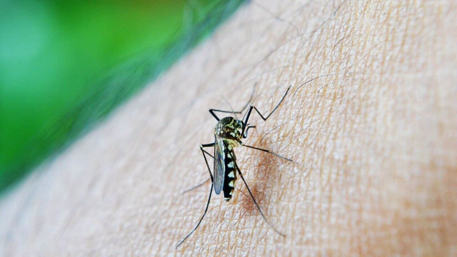 Delhi: Dengue cases drop but malaria, chikungunya surge by 99%