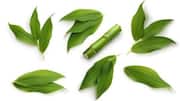5 amazing health benefits of bamboo leaves 