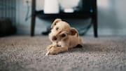How to stop pet hair from sticking to furniture