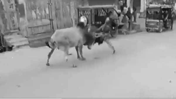 Watch: Stray bull injures 15 in UP's Jalalabad