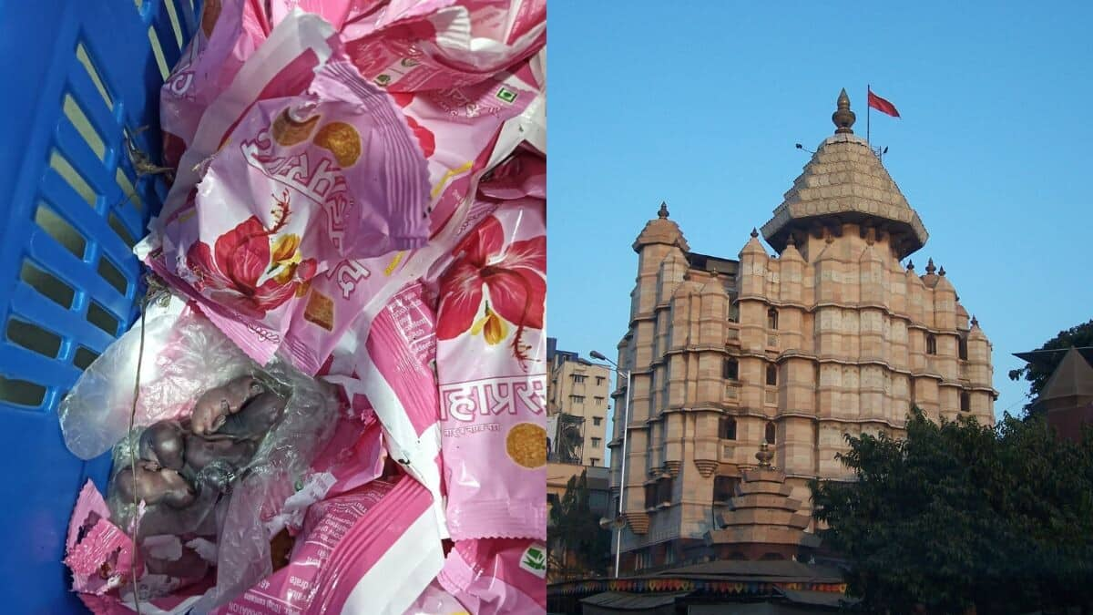 Explained: Row over mice on Mumbai's Siddhivinayak Temple's prasad packets