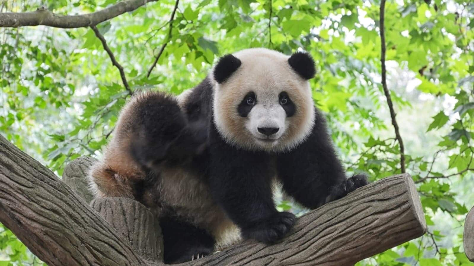 Finnish zoo to return pandas to China amid financial woes