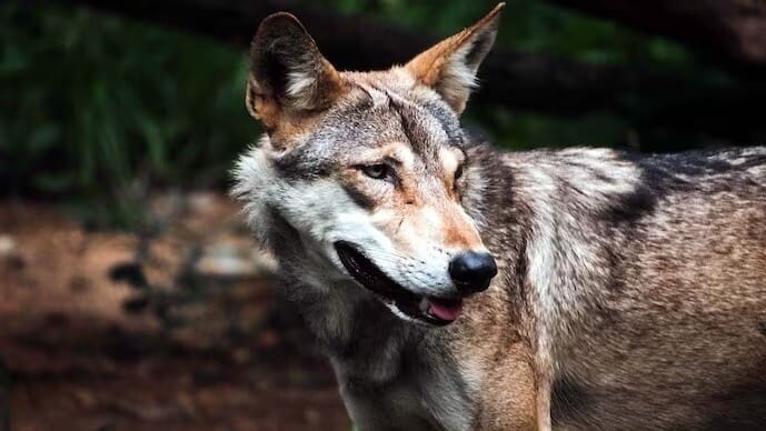 UP: 13-year-old Bahraich boy injured in fresh wolf attack