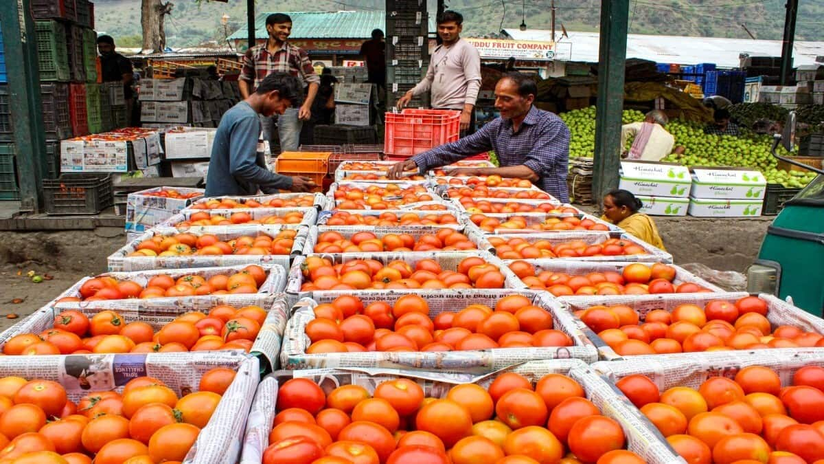 What's behind rising cost of tomatoes