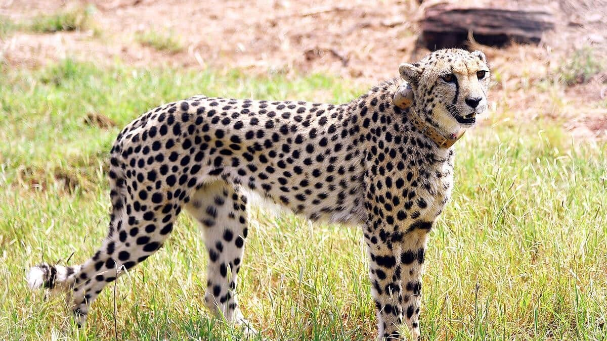 MP: Two male cheetahs released into open wild at Kuno 