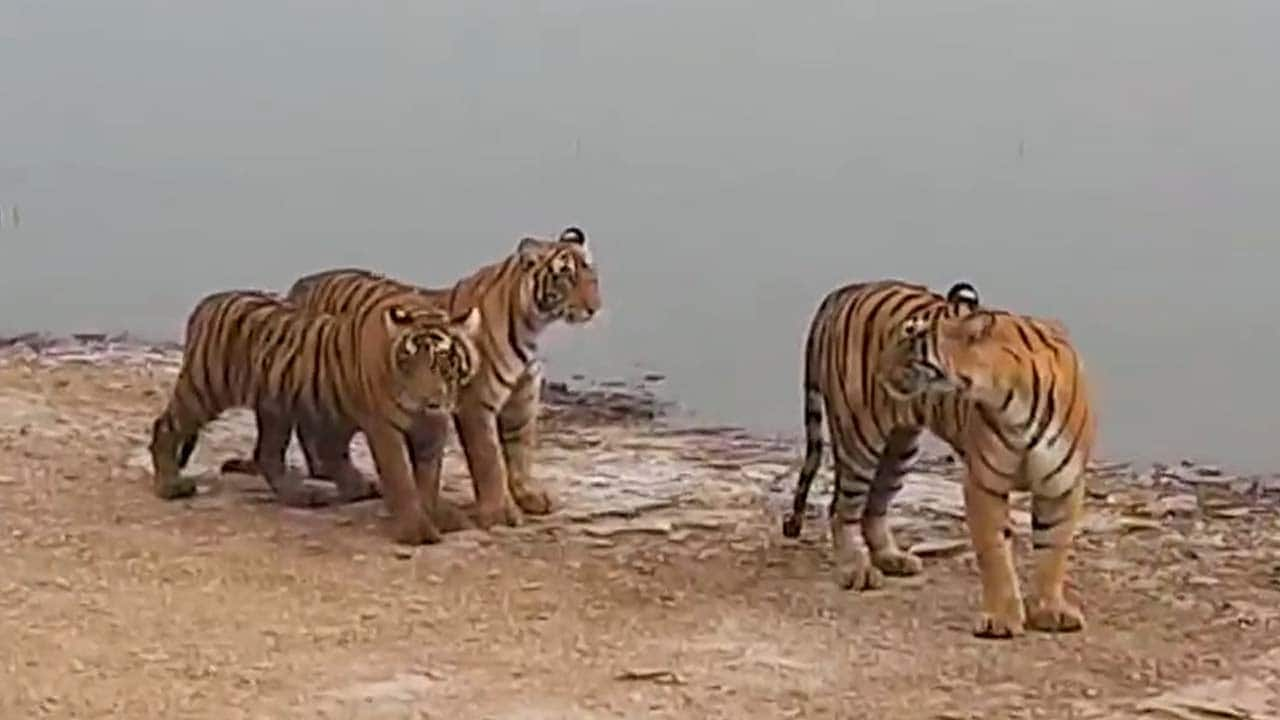 Ranthambore: After 25 'missing' tigers report, 10 spotted on camera