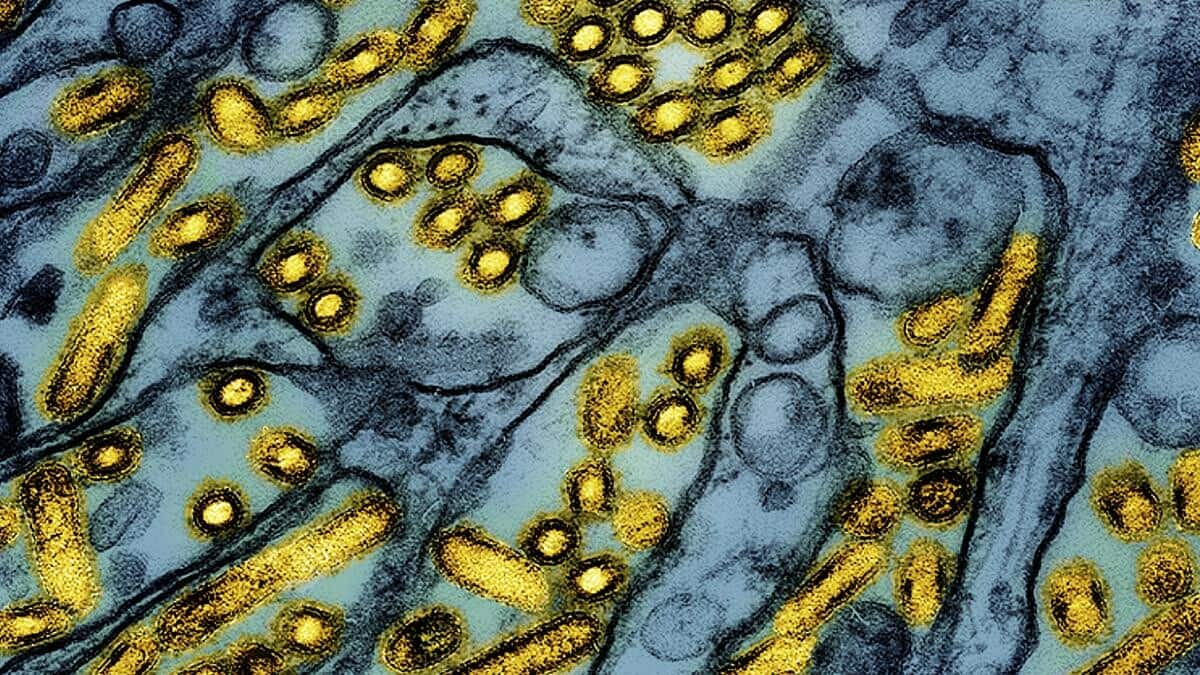 Explained: Bird flu could be 2025's biggest health problem