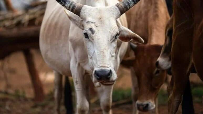 Maharashtra declares cow as 'Rajyamata-Gomata,' announces subsidy scheme