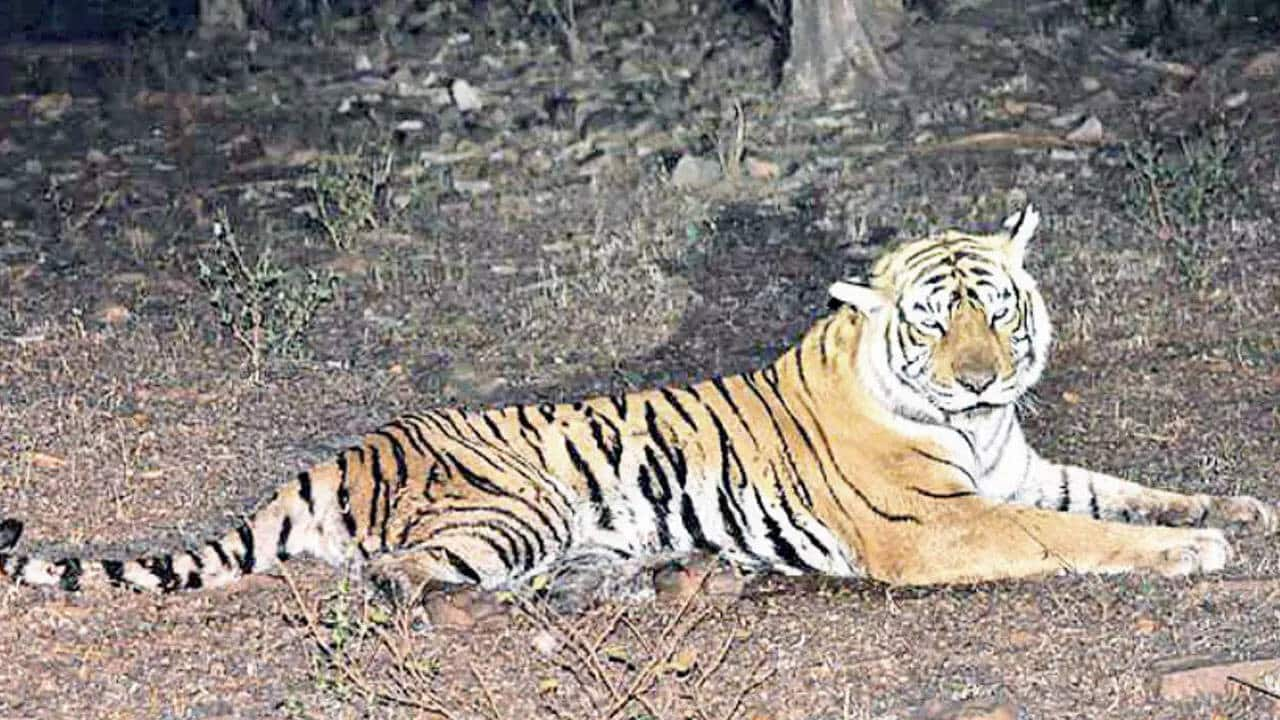 25 tigers missing from Ranthambore National Park: Officials