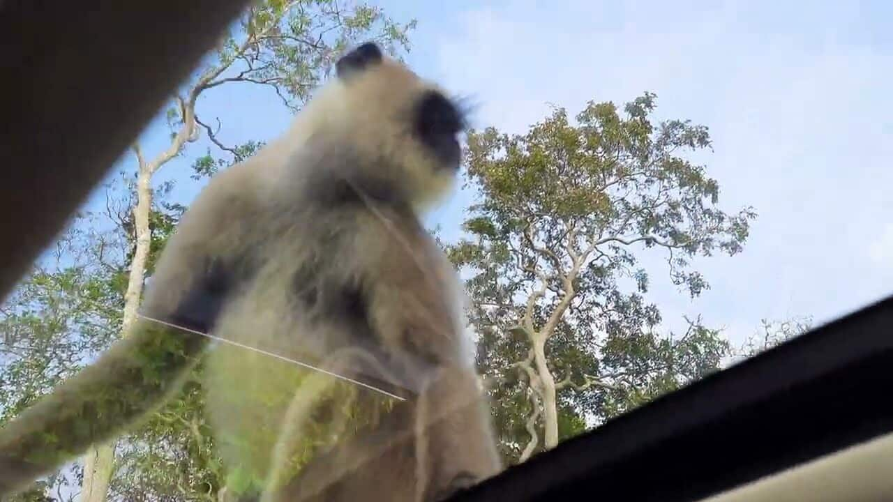 Monkey jumps on car, breaks through sunroof