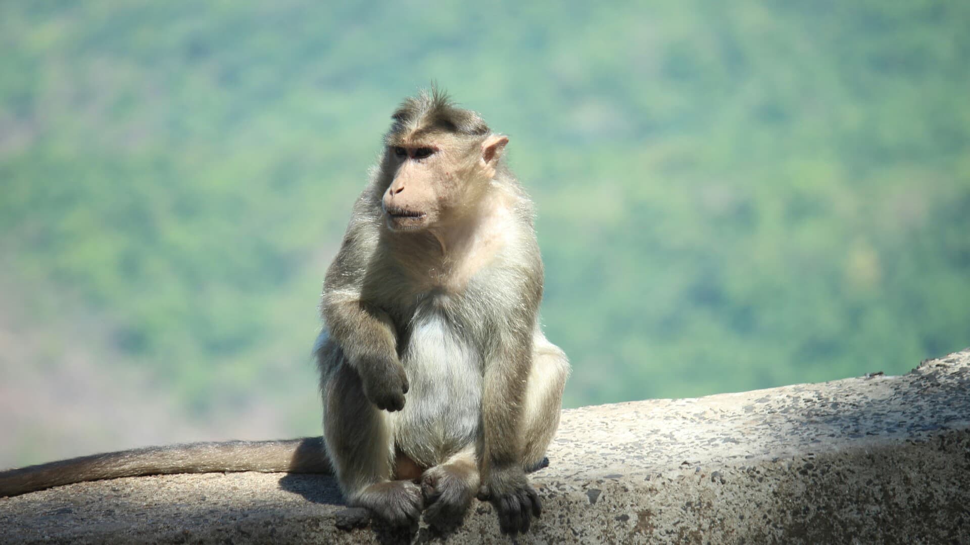 Chhattisgarh: 17 monkeys shot dead, forest department orders probe