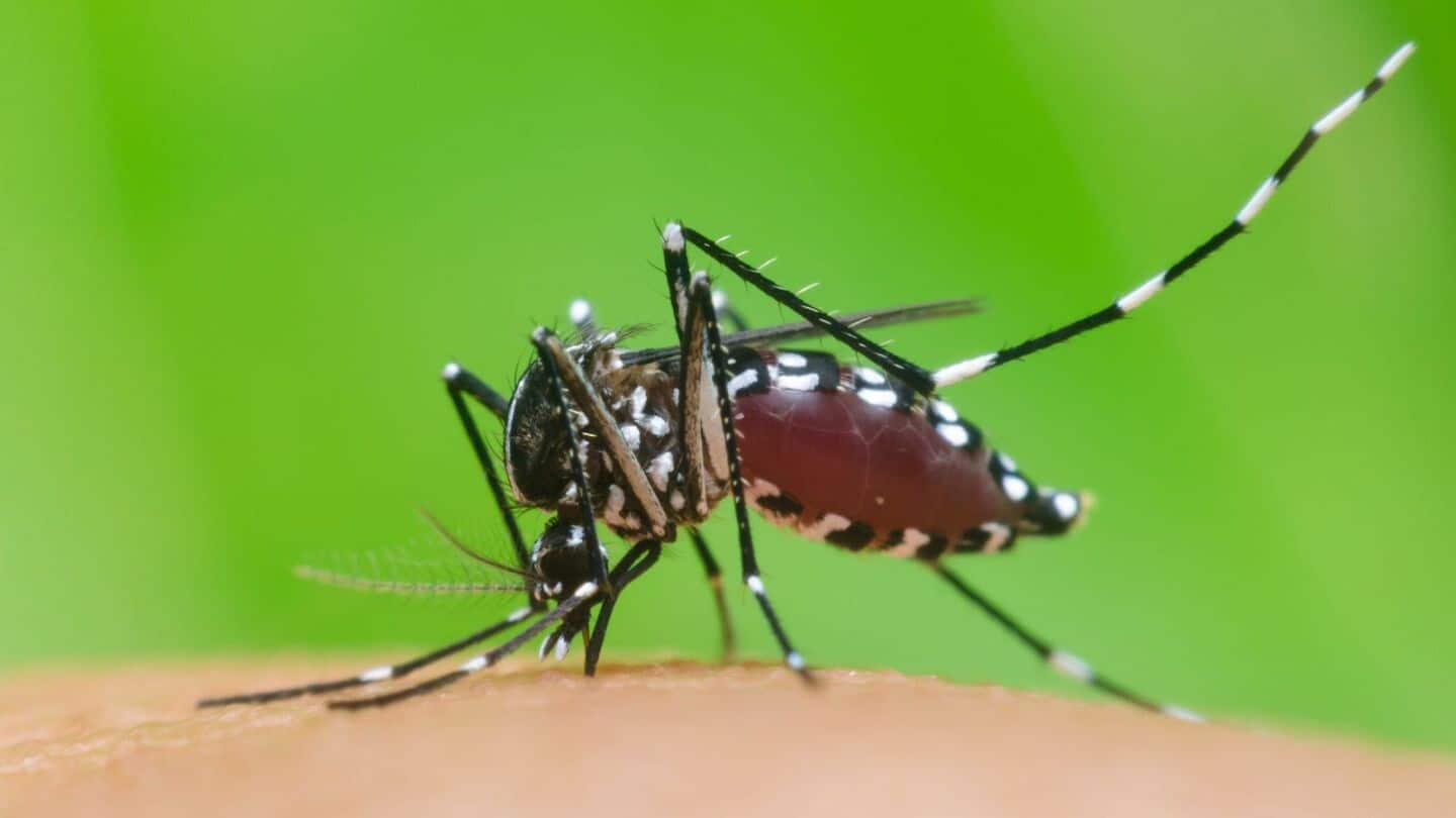 12.4mn dengue cases in 2024: What's driving world's largest outbreak?