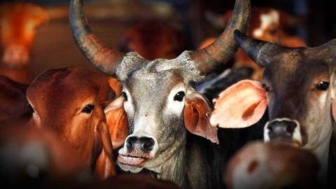 Amid soaring fuel prices, government body suggests using cow-dung CNG Amid soaring fuel prices, government body suggests using cow-dung CNG