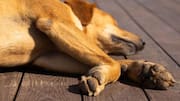 Keep your dog's paws healthy with these herbal soaks