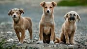 Different Supreme Court bench to hear stray dogs case today 