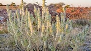 Lavender croton: A unique skincare ingredient 