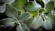 How sage can help support respiratory health 