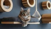 How to create a cat-friendly space in your home