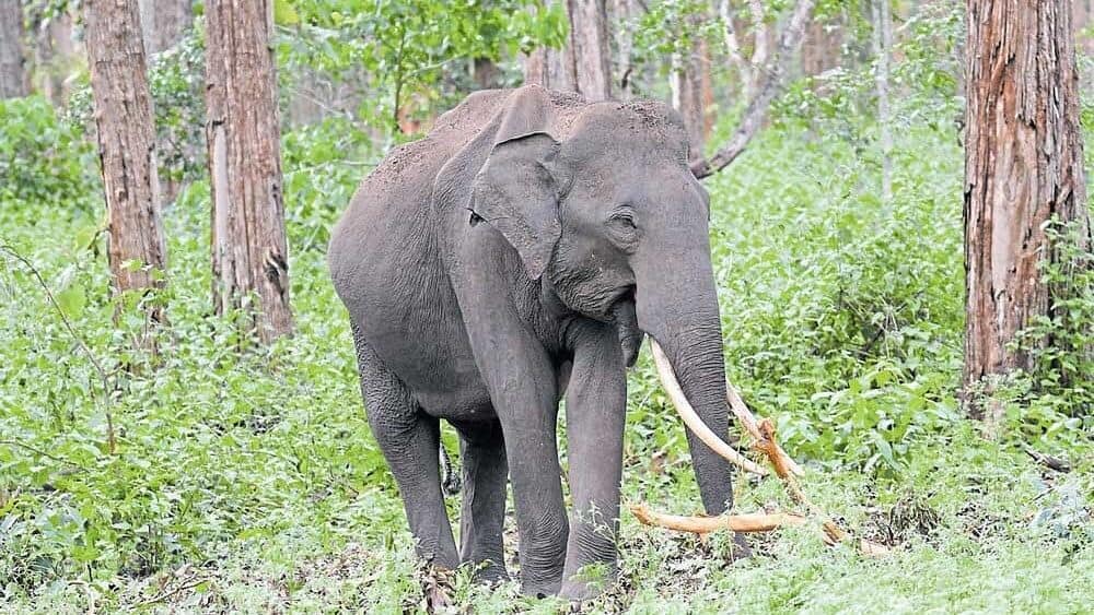 Kerala: Man trampled to death by elephant, locals protest