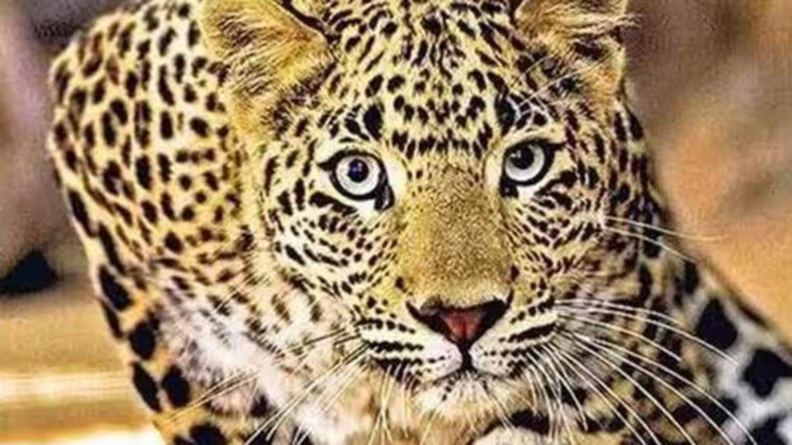 Leopard attacks 12 villagers in Farrukhabad, forest workers among injured