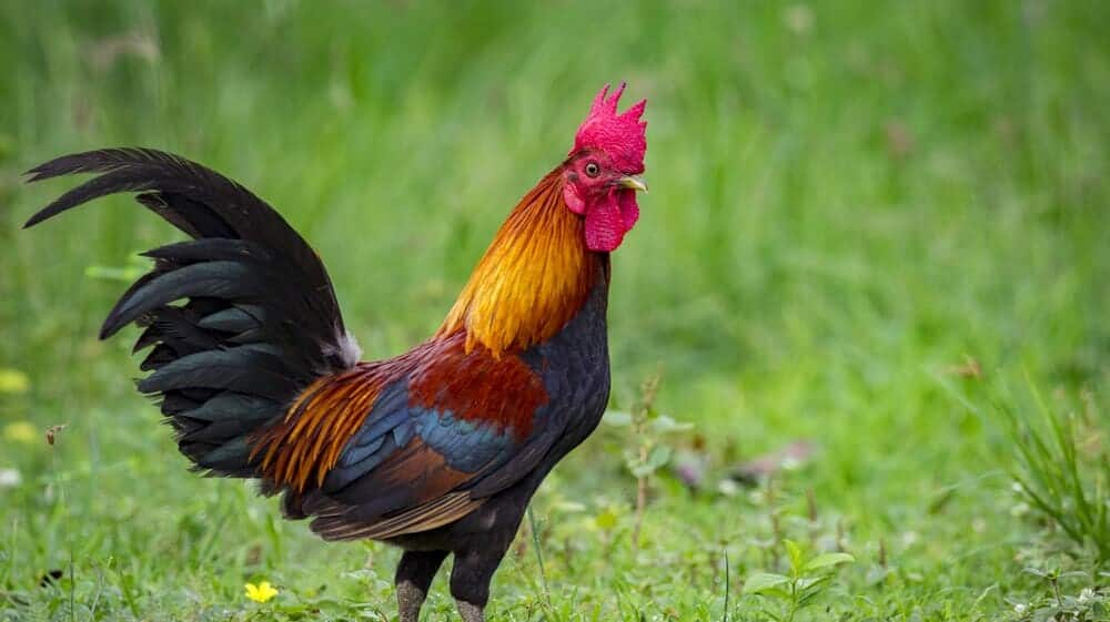 Kerala man files complaint against neighbor's rooster for disturbing sleep