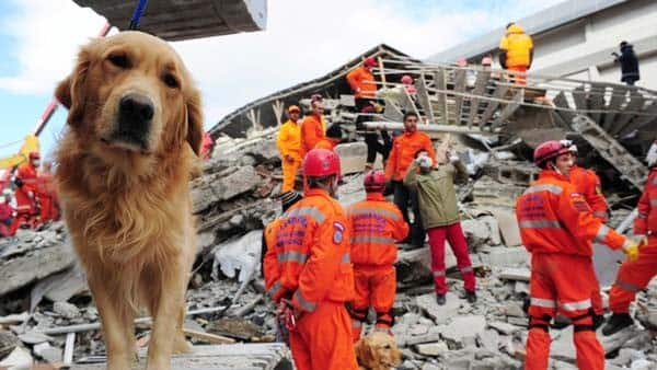 Scientists to study dogs, goats to predict earthquakes, volcanic eruptions