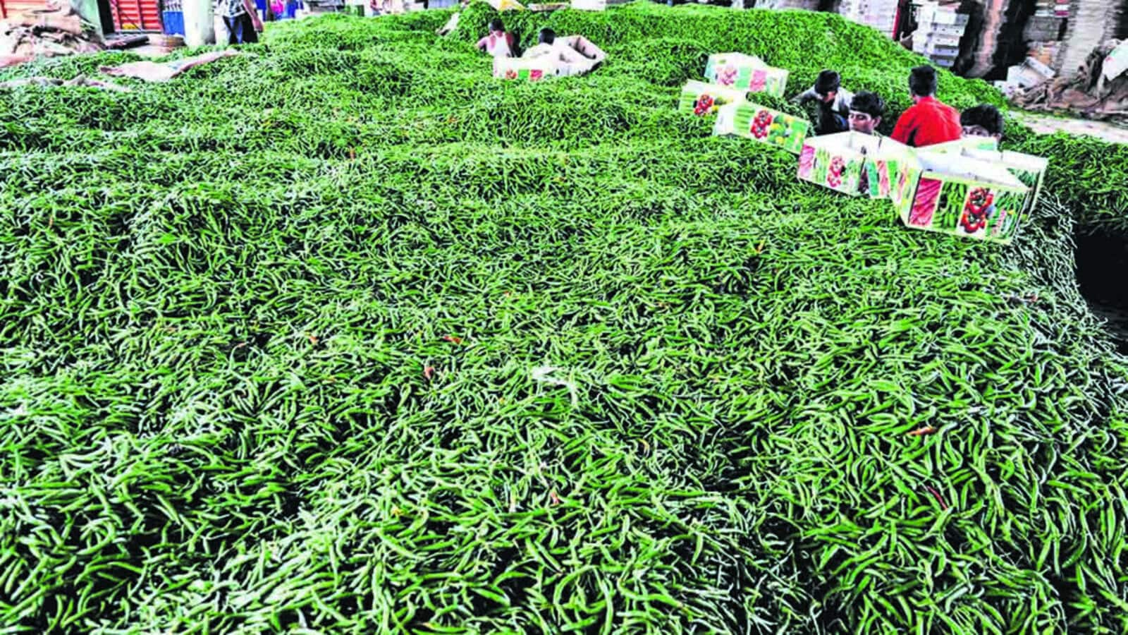 Green chili prices skyrocket in Mumbai, reach ₹125-150/kg