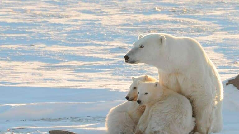 WWF accused of supporting polar bear fur trade