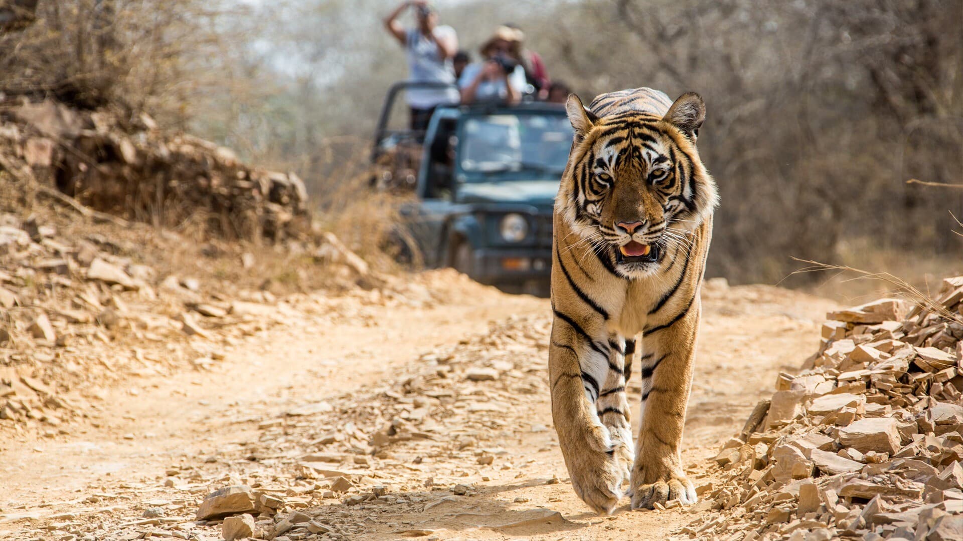 German Shepherd dies protecting owner from tiger attack in MP