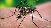 India's 1st dengue vaccine to be available by early 2027