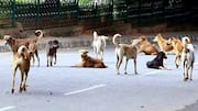 Remove stray dogs, animals from roads: Rajasthan HC to municipalities