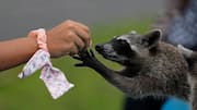 Raccoon roundworm parasite spreading across 9 European countries rapidly 