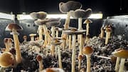 New Zealand approves 'magic mushrooms' for depression