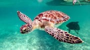 China alleges foreign agencies using 'spy turtles' to monitor waters