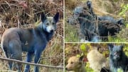 Dogs in Chernobyl turned blue for this disgusting reason