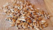 Spelt grain: A pantry staple worth trying 