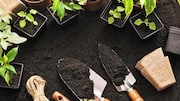 How to clean gardening tools effectively