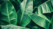 How to make banana leaf collages